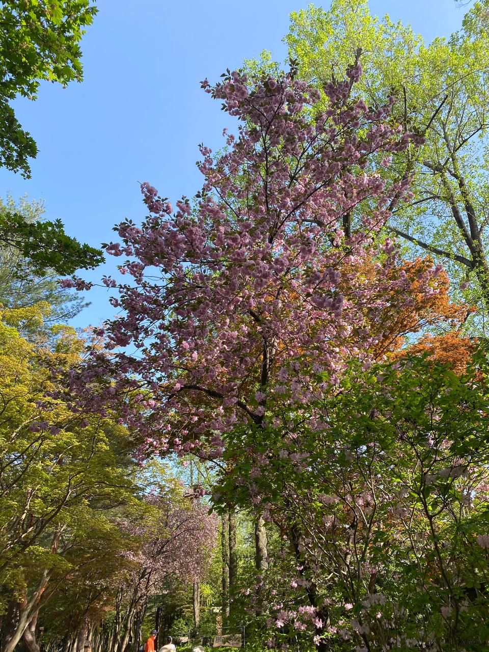 Korea (Seoul)