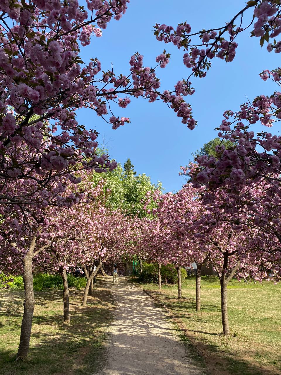 Korea (Seoul)